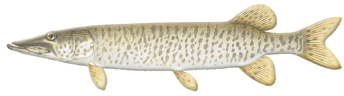 MUSKELLUNGE