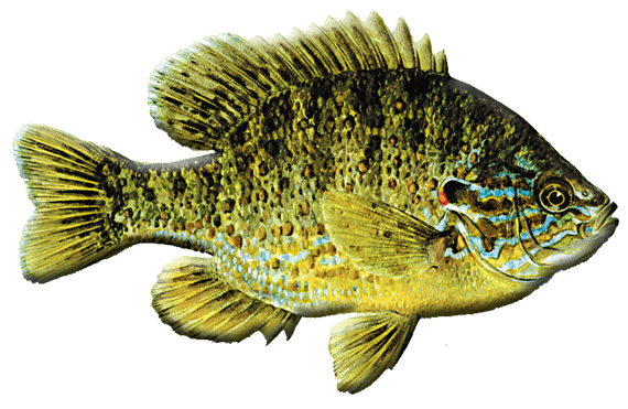 Pumpkinseed Sunfish