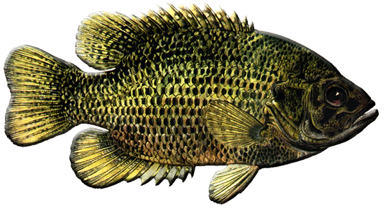 Rock Bass