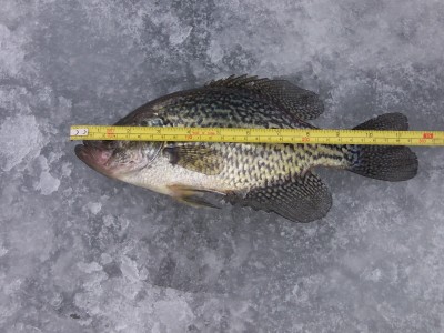 preserve cook forest fish county crappie lbs lb pike caught inches biggest went saturday sunday were
