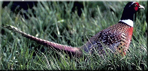 Picture of Species