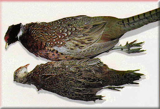 Two juvenile pheasants