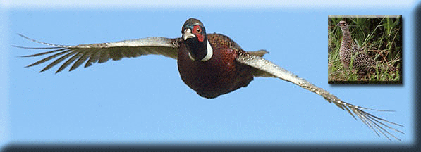 Picture of Species