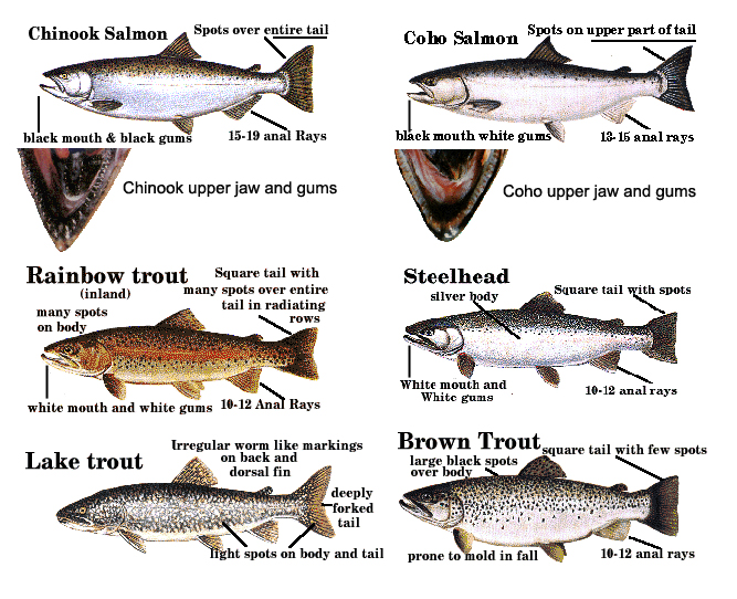 Chicago Fishing Reports | Chicago Fishing Forums • View topic - How Do ...