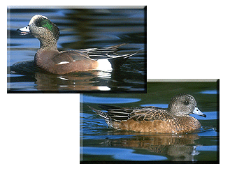 Wigeons