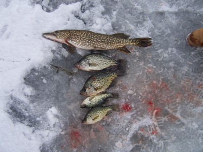 Cook County Forest Preserve Fish | ChicagoLand Fishing Forums